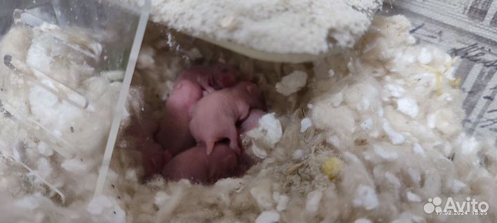 Сирийский хомяк малыши бесплатно