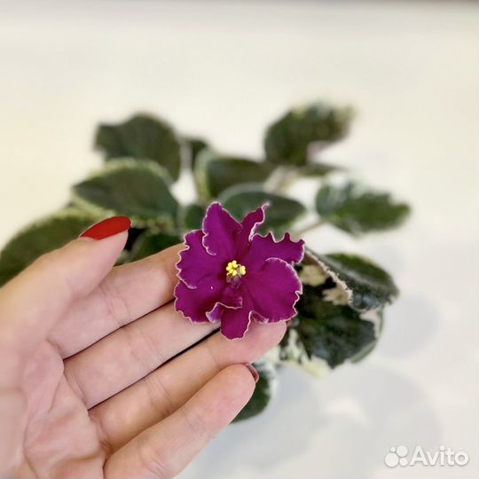 Фиалка цветущая 