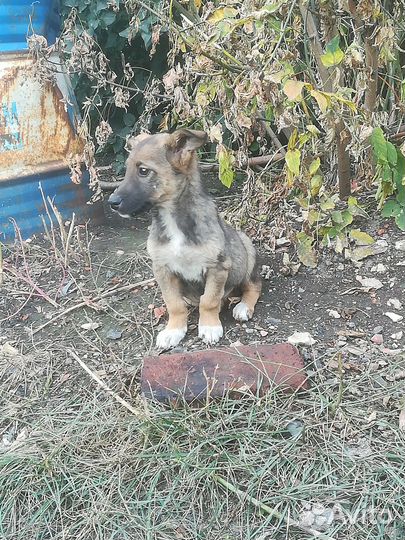 Щенок девочка