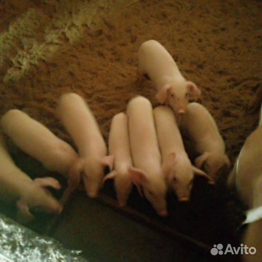 Продажа поросят породы ландрас