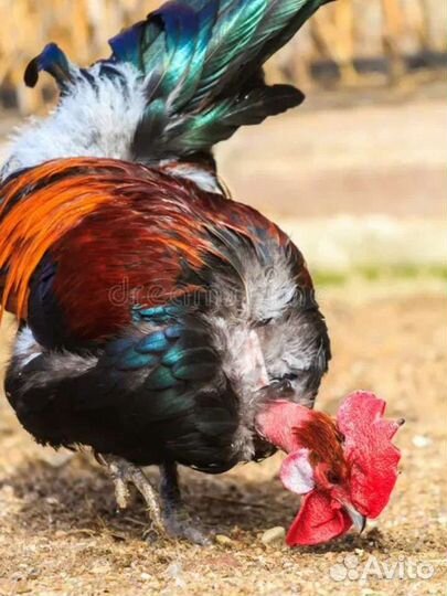 Петух голошейка