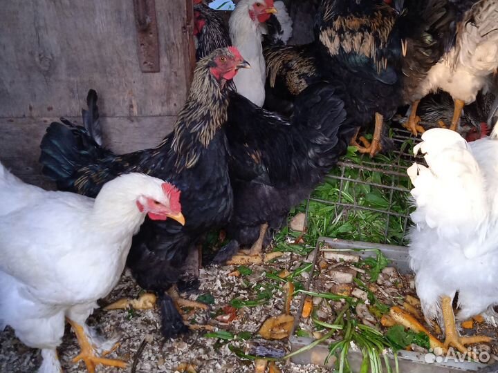 Молодые петушки и курочки типа Брама