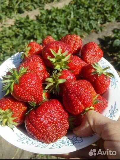 Земклуника Купчиха. Клубника Гигантелла. Саженцы