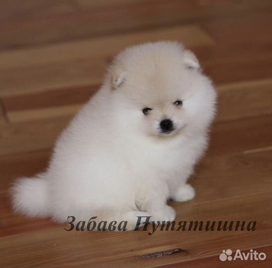 Мальчик карликовый шпиц