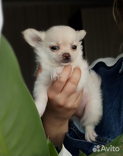 Чихуахуа девочка