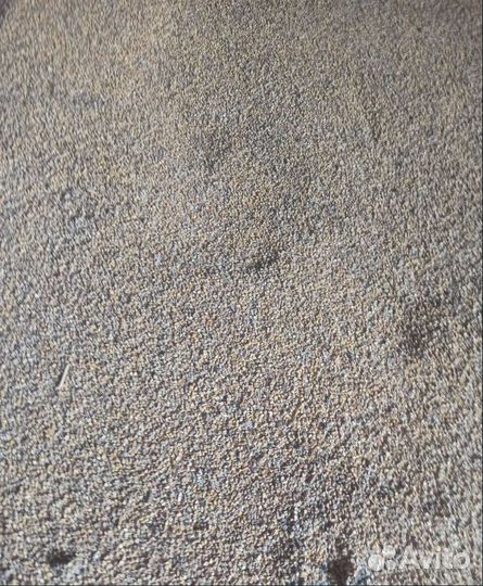 Фуражная пшеница, Пшеница озимая корма