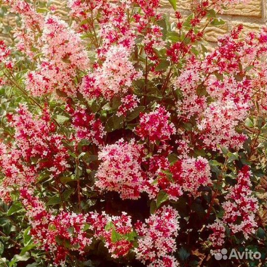 Сирень 10 сортов