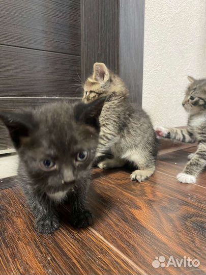 Котята на любой вкус и цвет. От 2 месяцев
