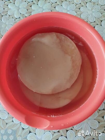 Чайный гриб