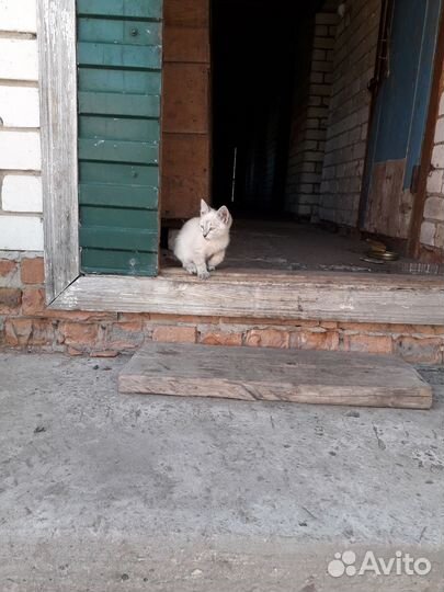 Котята в добрые руки мальчик, девочки