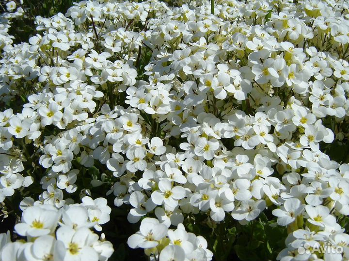 Арабис кавказский Кэтвок Вайт