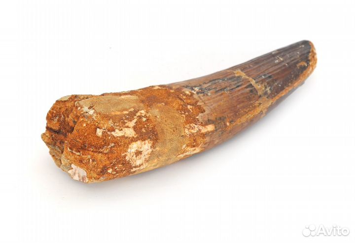 Окаменелость (зуб динозавра)