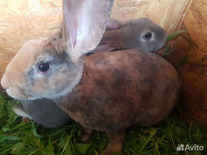Кролики породы Рекс
