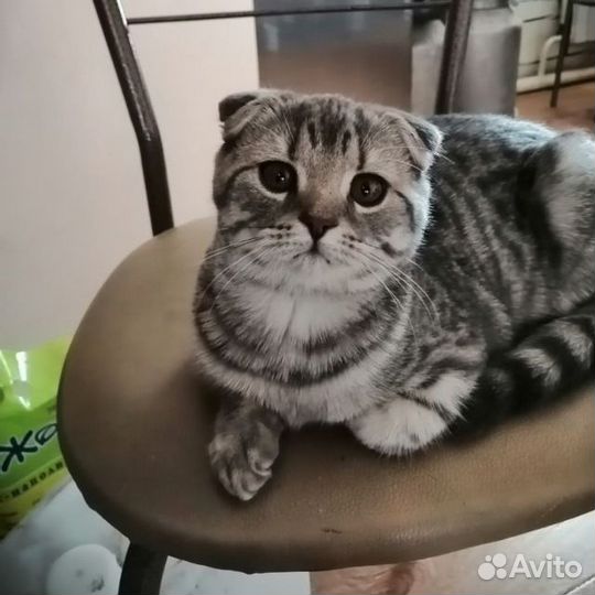 Отдам бесплатно