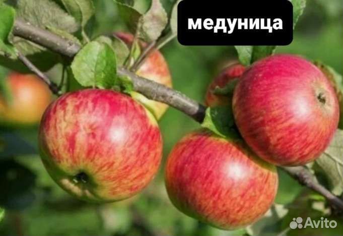 Саженцы яблони