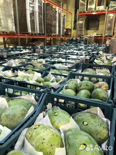 Манго Египет 2й сорт