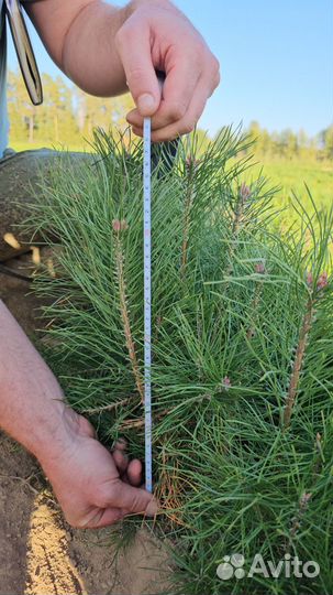 Саженцы сосны и ели окс оптом