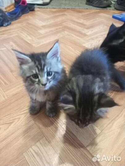 Котята мейн-кун