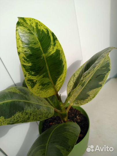 Модное растение в интерьере