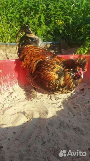 Павловское золото