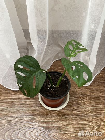 Монстера манки