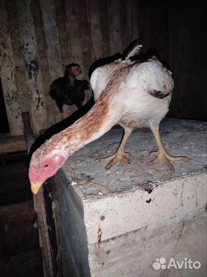 Бойцовые куры