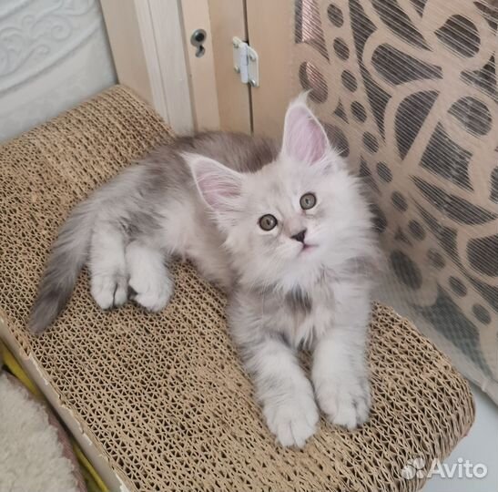 Котенок мейкун серебряная девочка