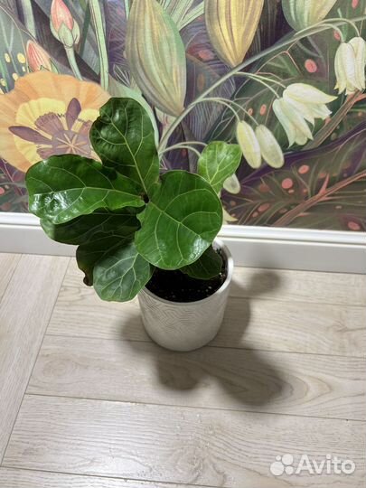 Фикус лирата бамбино