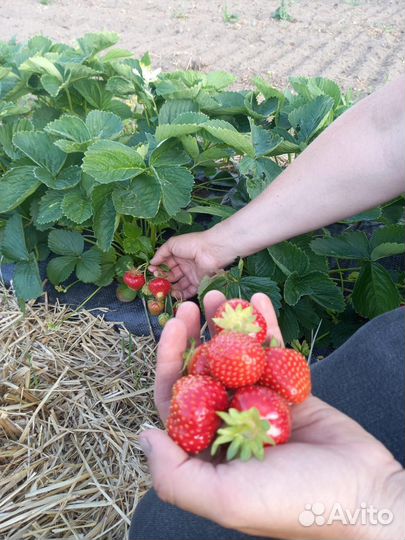 Саженцы земляники садовой
