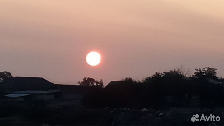 Коза дойная окотная