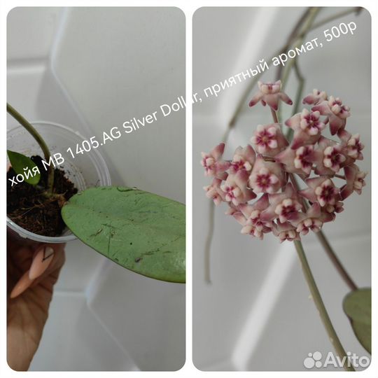 Хойи S. Dollar, Fihlahgsoni