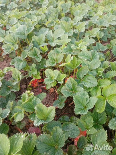 Рассада огурцов Саженцы малины