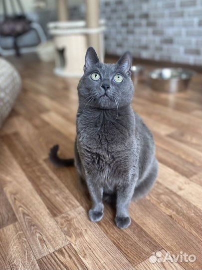 Отдается кошечка