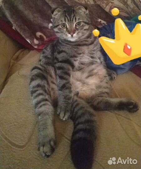 Шотландская