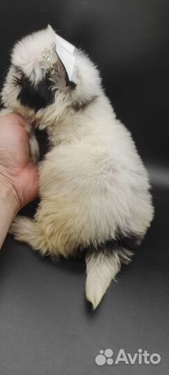 Малышки йорки