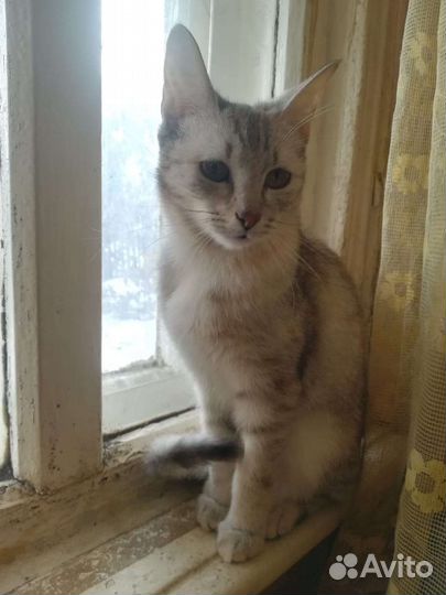 Кошка