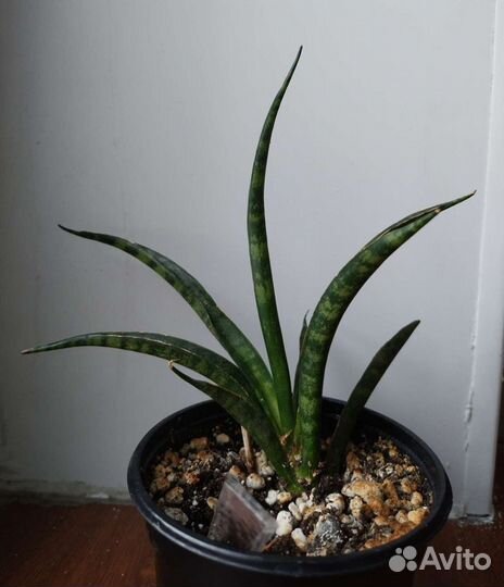 Сансевиерия