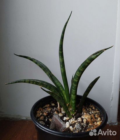 Сансевиерия