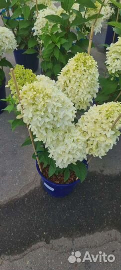 Гортензия метельчатая