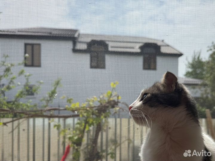 Котята в дар