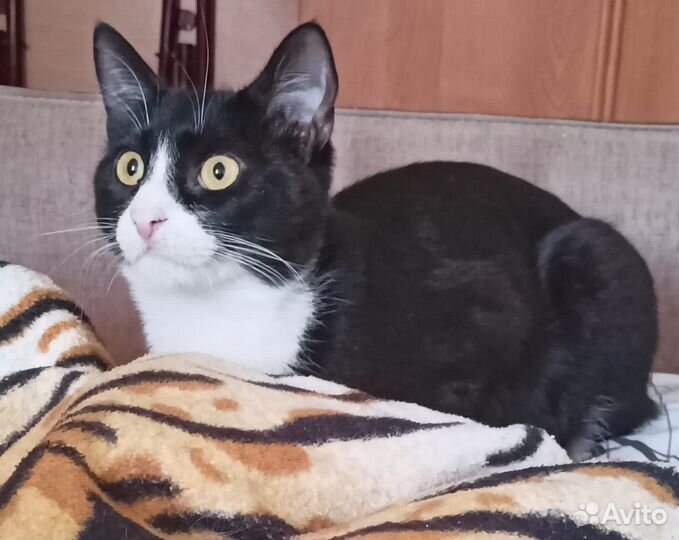 Котик в добрые руки