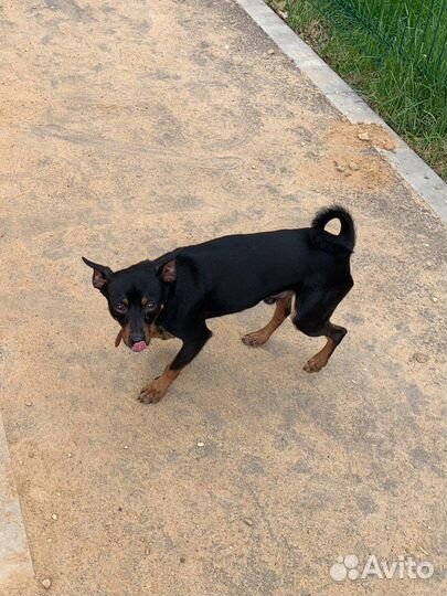 Пинчер ищет невесту