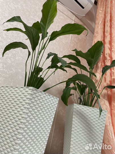 Спатифиллум