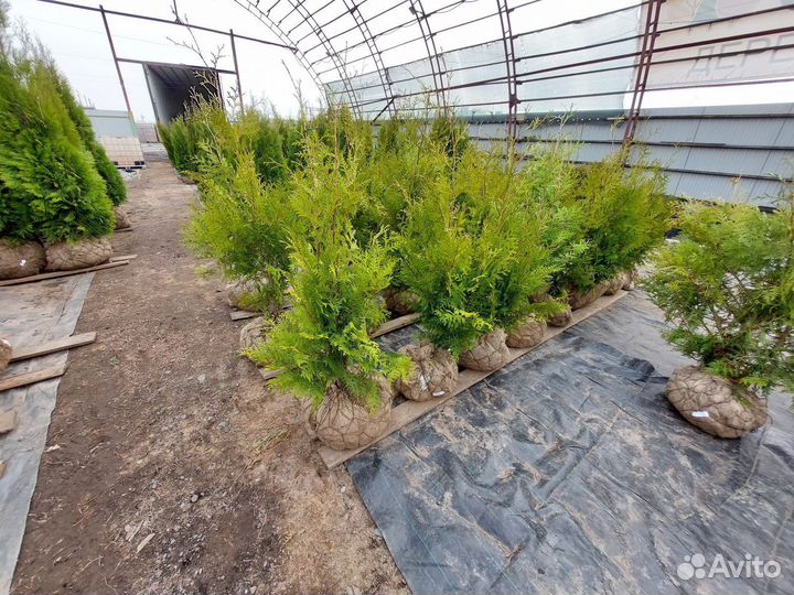 Туя западная Брабант Смарагд Холмструп Кедр Сосна