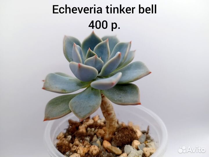 Суккуленты