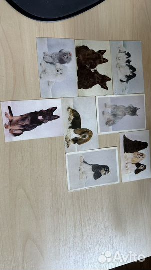 Календари СССР с породами собак