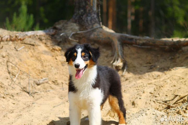 Щенки аусси