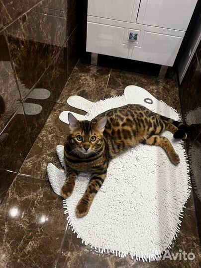 Вязка с бенгальским котом