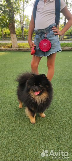 Вязка собак шпиц