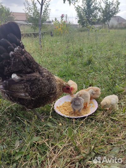 Курица с цыплятами